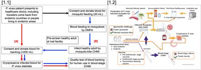 The challenges of Plasmodium vivax human malaria infection models for vaccine development